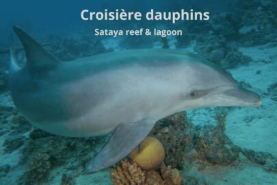 Croisière Dauphins Croisière Dauphins