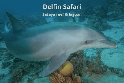Delfin Safari