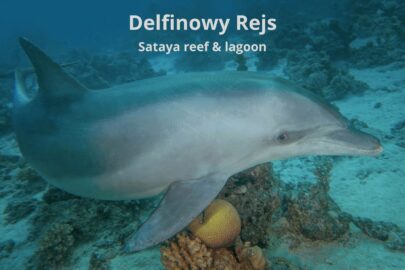 Delfinowy rejs